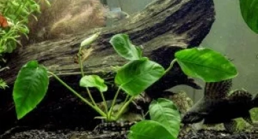 Anubias nana: как да се грижим за аквариумно растение